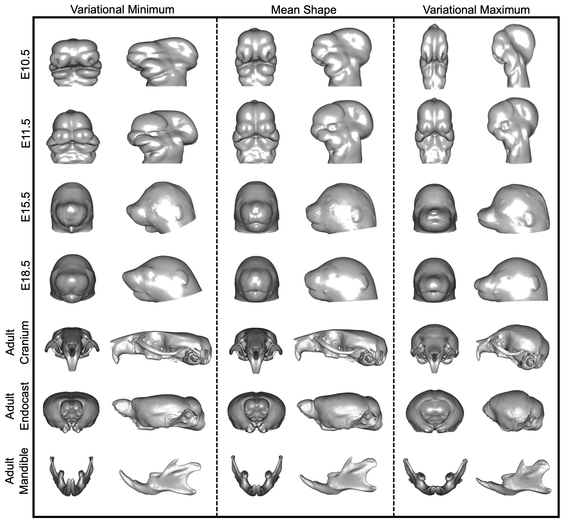 Imaging examples from the MusMorph project