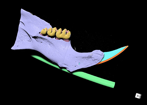 Segmented mouse jaw image
